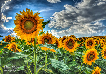 September Sunflowers By Terry Aldhizer